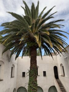 A palm tree surrounded by a white stucco building with arched doorways.