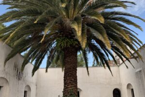 A palm tree surrounded by a white stucco building with arched doorways.