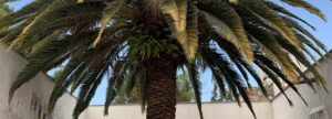 A palm tree surrounded by a white stucco building with arched doorways.